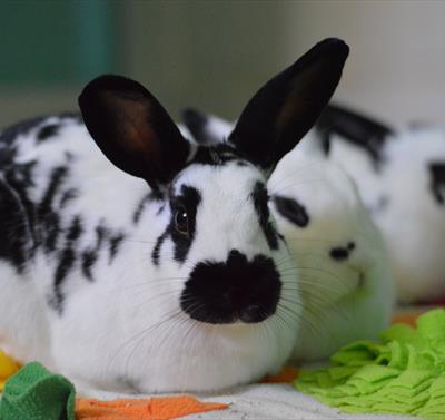 National Rabbit Festival