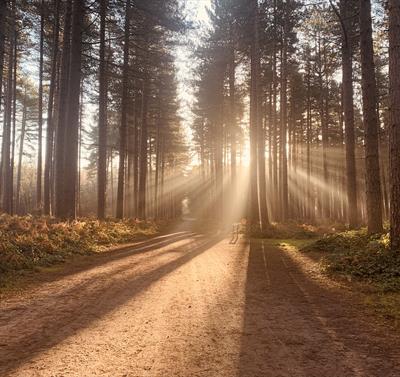 Sherwood Pines