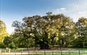 The Major Oak in Sherwood Forest | Visit Nottinghamshire