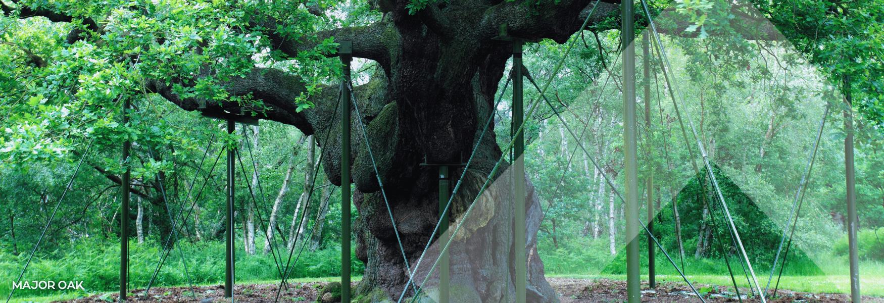 Major oak