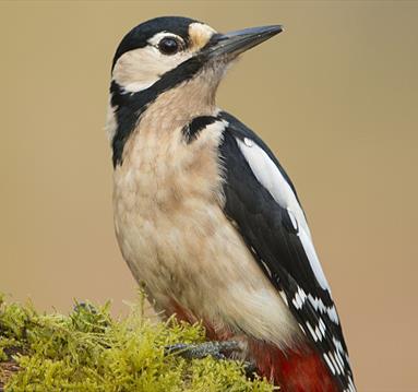 Woodpecker Walk
