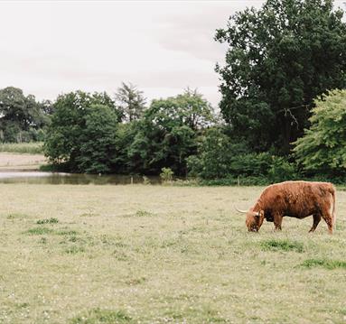 highland cow