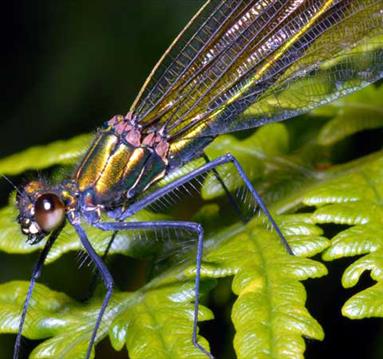 Annual Insect Show 2025