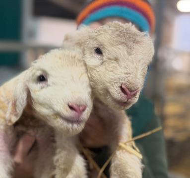 Spring Lambing Paint & Sip
