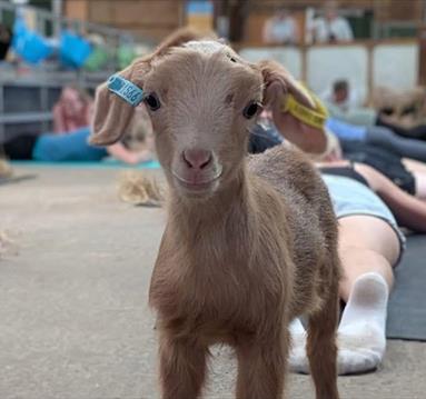 Goat Yoga
