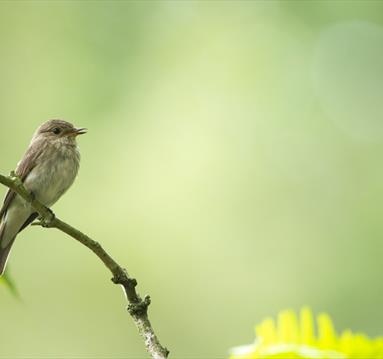 bird on branch