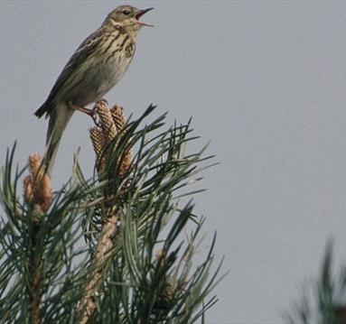 bird cawing into sky