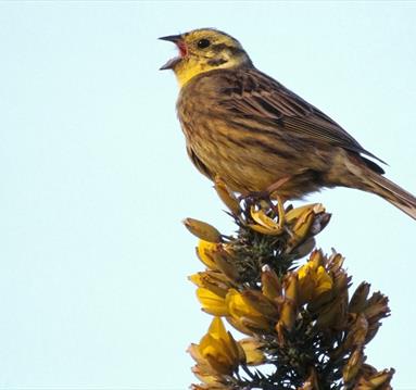 bird in the sky