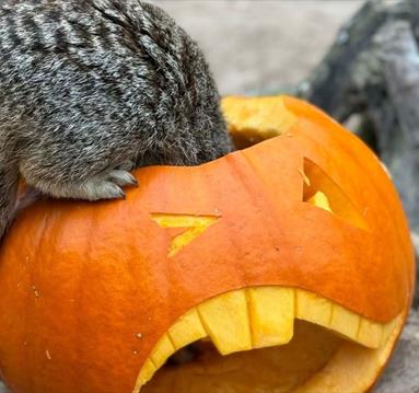 Witches and Wizards Halloween Trail
