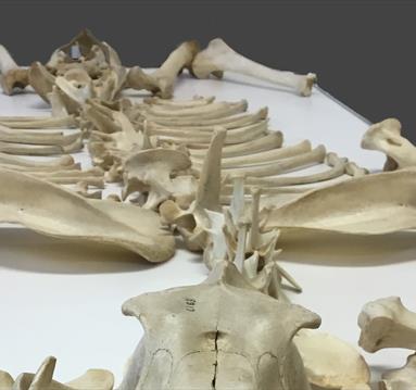 Ice Age Skeleton Science Event Image 
