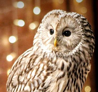 An Evening with Owls

