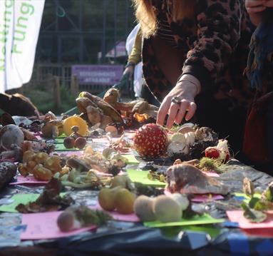 Fungi Day at RSPB Sherwood Forest

