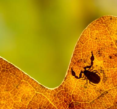 A pseudo-scorpion on an oak leaf