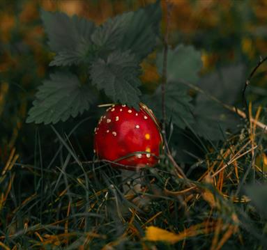 Red death cap mushroom