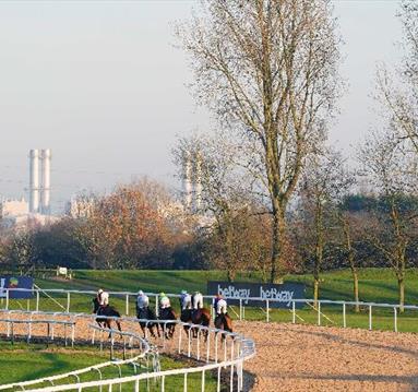 Afternoon Flat Racing
