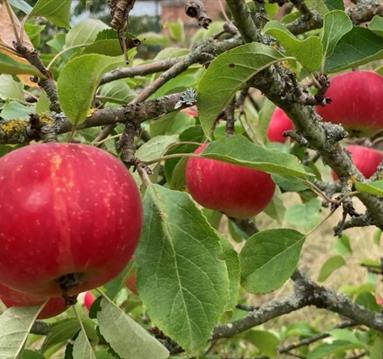 Apple Festival