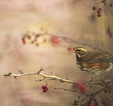 Big Woodland Bird Watch