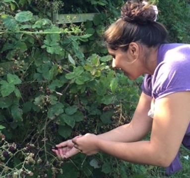 Blackberry picking 2023