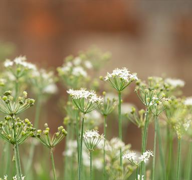 Welbeck Kitchen Garden Tours
