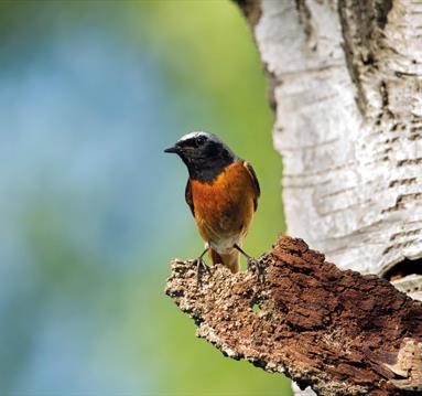 Photo of a redstart standing on a tree branch.