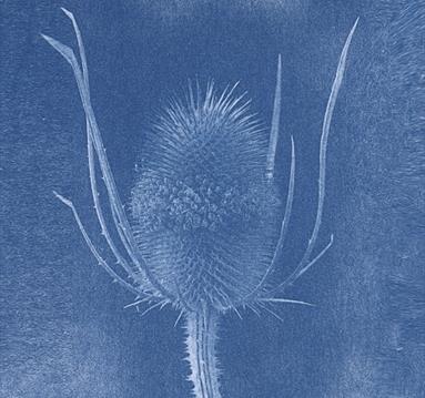 Photo of the cyanotype process, showing a flower in white against a dark blue background.
