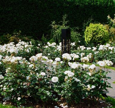 Photo of the memorial gardens