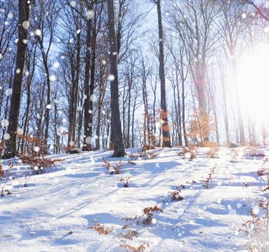Christmas Smartphone Photography Workshop
