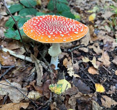 Fungi Day at Sherwood Forest
