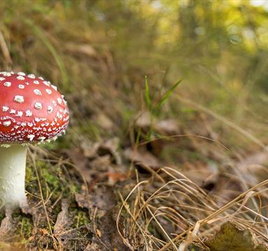 Photo of a mushroom
