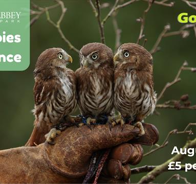 Owl Babies Experience
