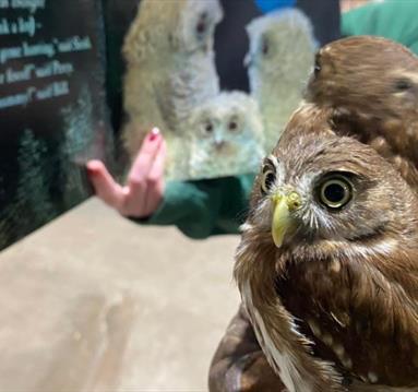 Owl Babies Experience
