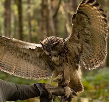 Owl Encounter

