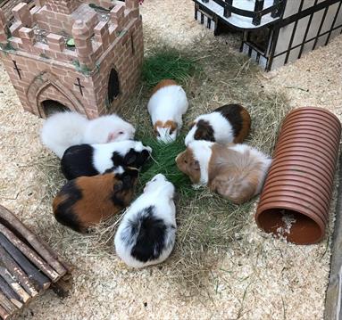 Manor Farm Park & Woodlands, Nottinghamshire