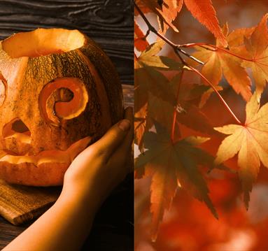 The Great Hart's Pumpkin Carving Competition
