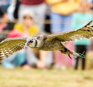 birds of prey nottinghamshire, Thoresby park, 