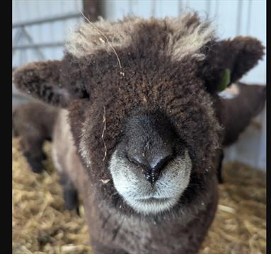 What's on at Stonebridge City Farm this Half Term