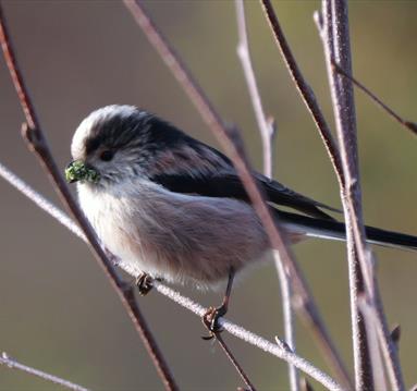 Winter Birds at Budby: Guided Walk
