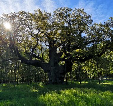 Major Oak by Lucy Hodson