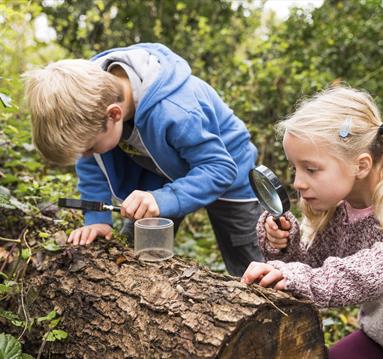 Sherwood Forest Bug Safari
