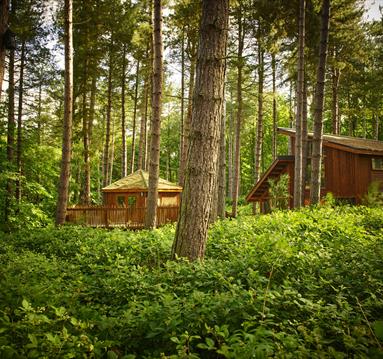 Forest Holidays | Visit Nottinghamshire