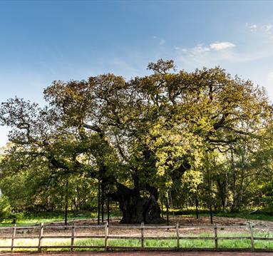 The Major Oak in Sherwood Forest | Visit Nottinghamshire