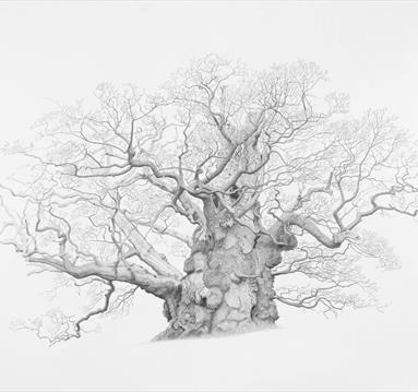 Photograph of a Mark Frith work. A detailed sketch of a tree.