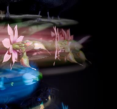 Mat Collishaw