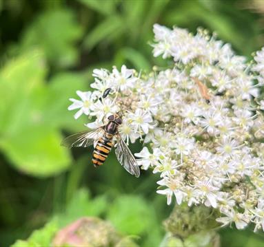 Summer Holiday Activities: Minibeast Safari

