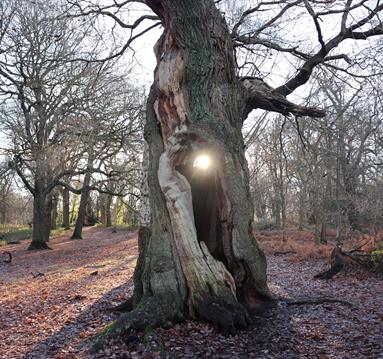 The Second Life of Oak Trees: Guided Walk
