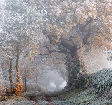 A frosty woodland scene