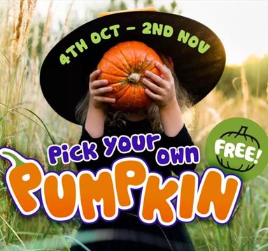 Pumpkin Picking