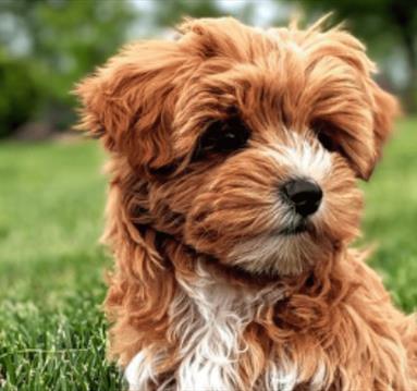 Yorkiepoo Puppy Yoga at Bustler Market Nottingham
