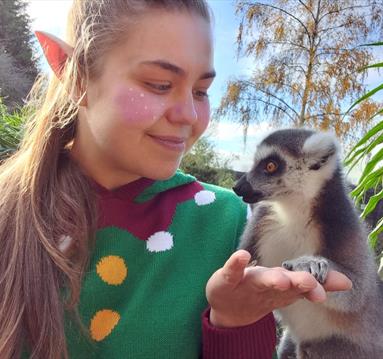 Christmas at The Tropical Butterfly House!
