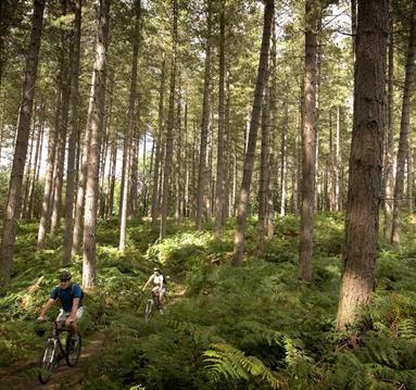 Sherwood Pines Mountain Bike Cycle Trails